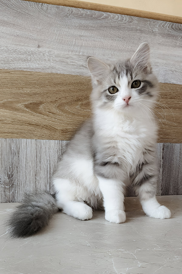 Nazar | Siberian Kitten