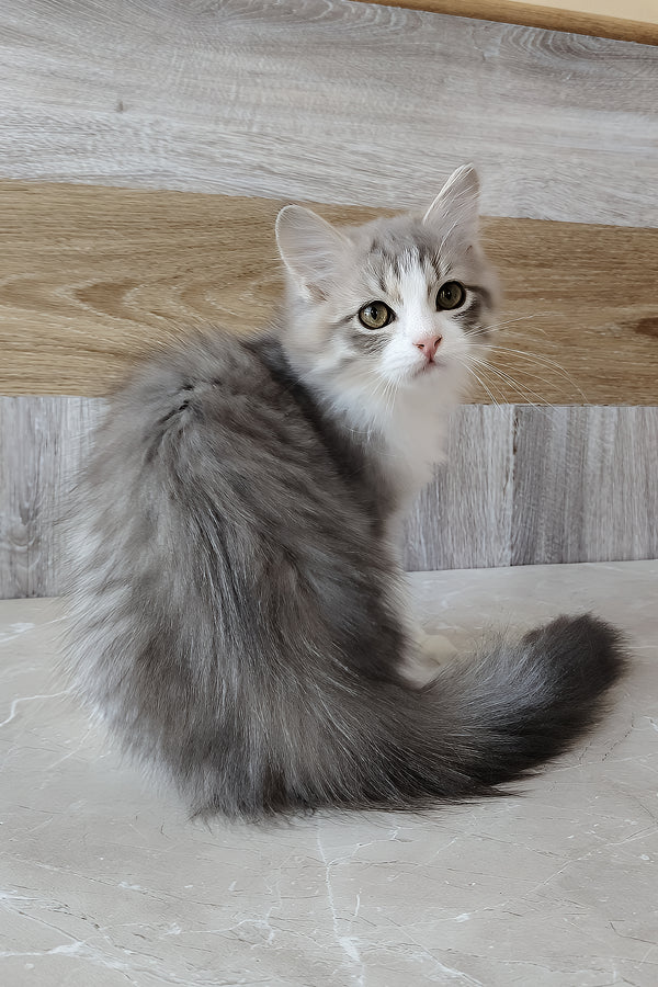 Nazar | Siberian Kitten