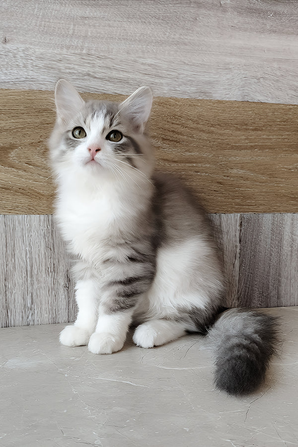 Nazar | Siberian Kitten
