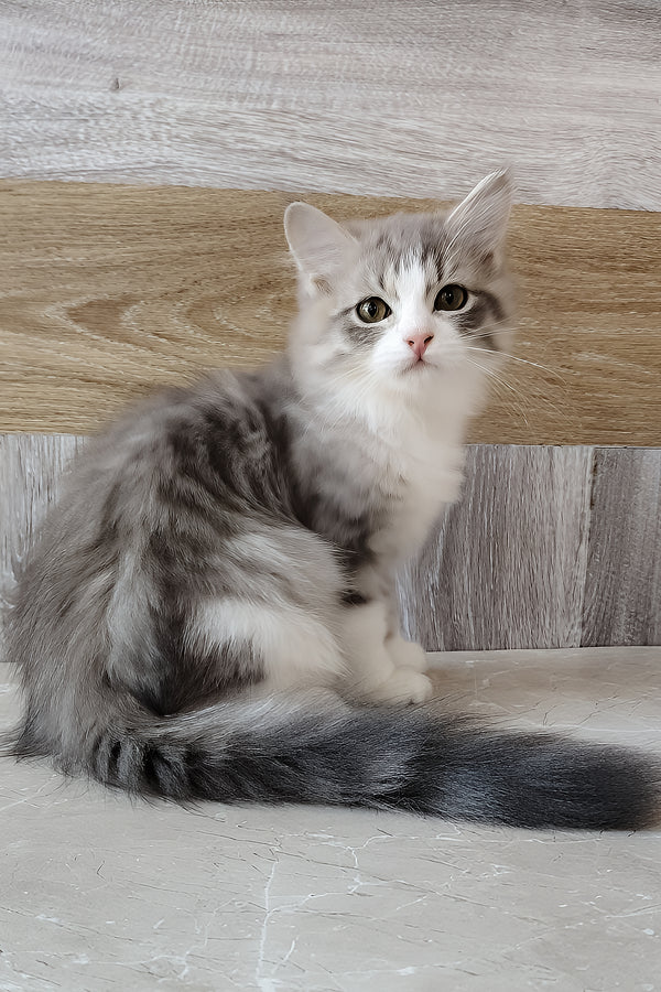 Nazar | Siberian Kitten