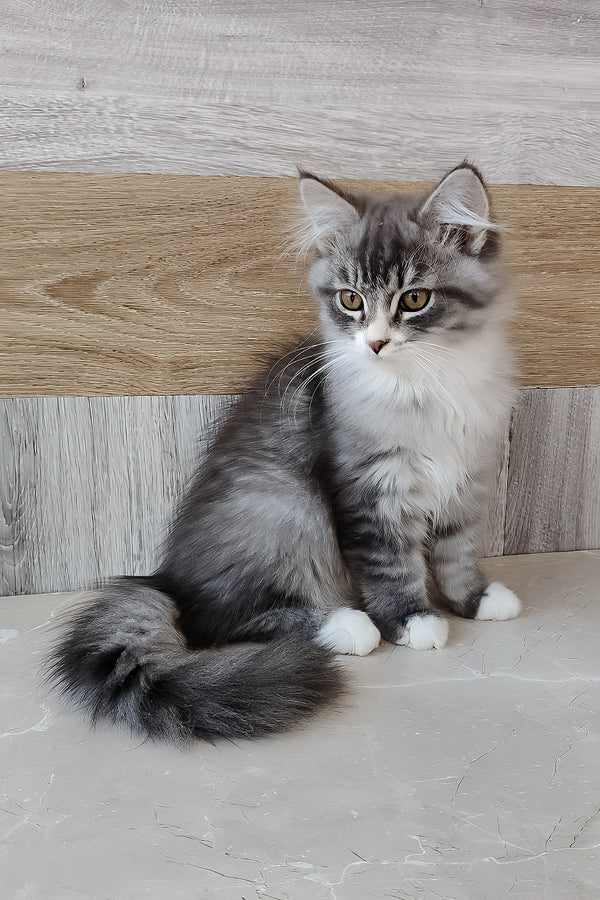 Nectar | Siberian Kitten