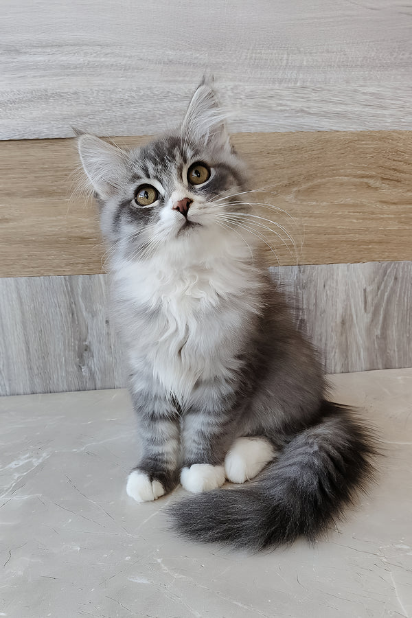 Nectar | Siberian Kitten