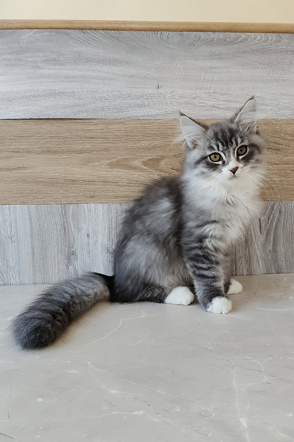 Nectar | Siberian Kitten