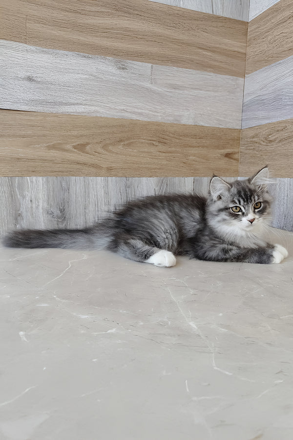 Nectar | Siberian Kitten