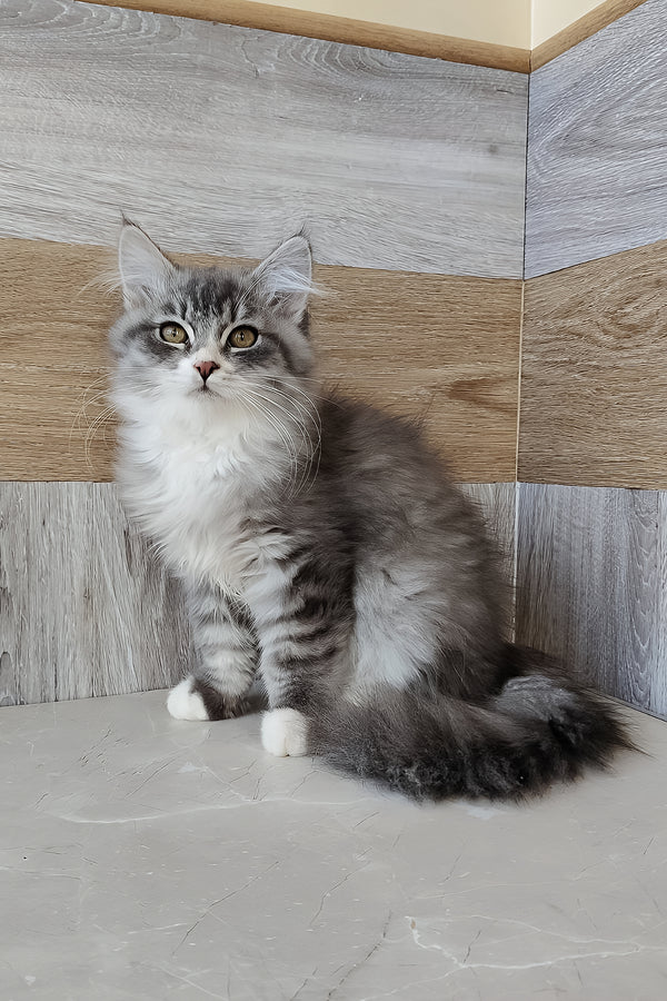 Nectar | Siberian Kitten