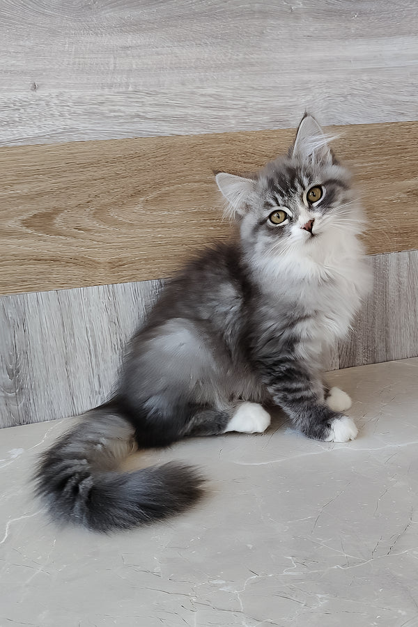 Nectar | Siberian Kitten