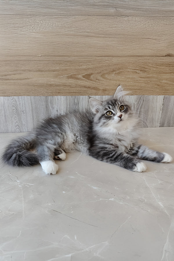 Nectar | Siberian Kitten