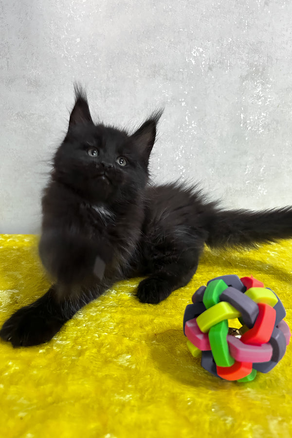 Neil | Maine Coon Kitten