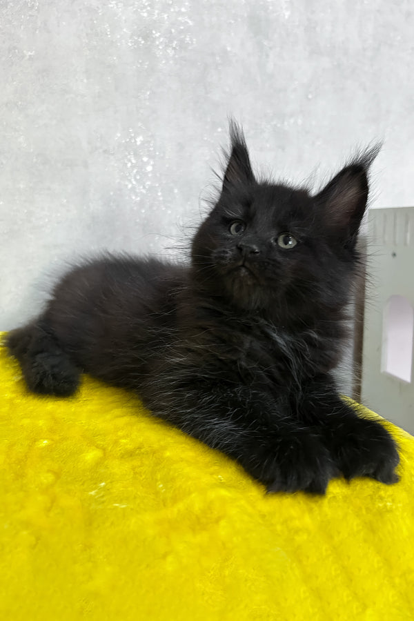 Neil | Maine Coon Kitten