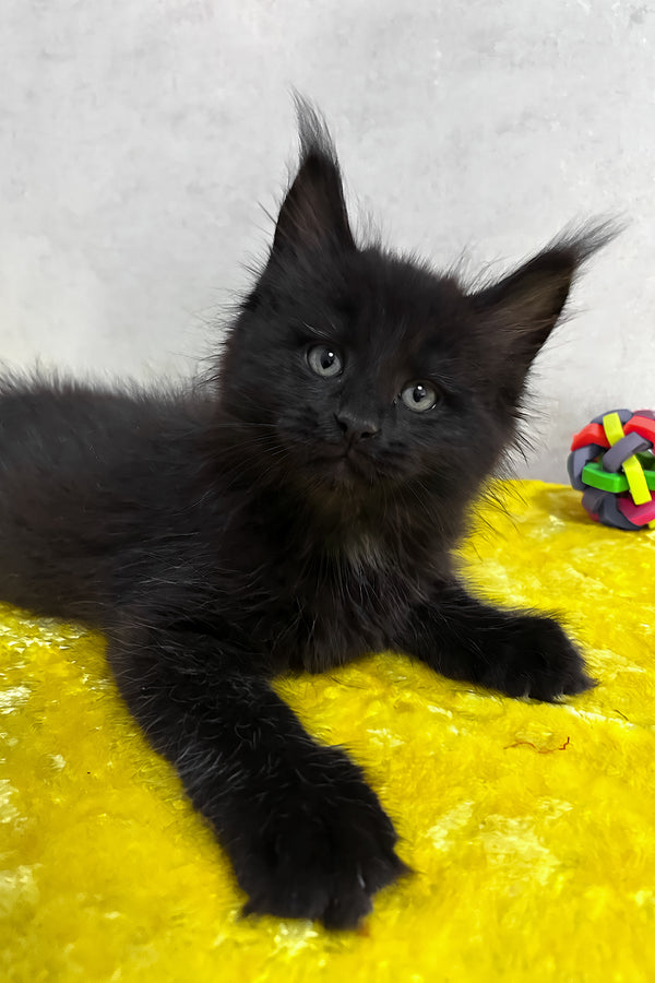 Neil | Maine Coon Kitten