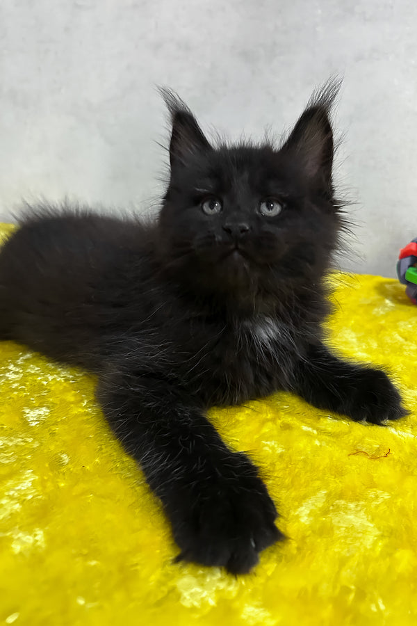 Neil | Maine Coon Kitten