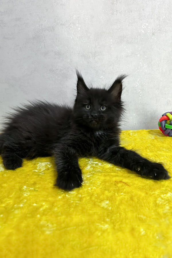Neil | Maine Coon Kitten