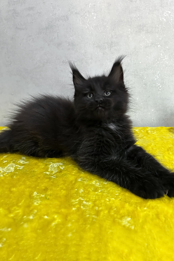 Neil | Maine Coon Kitten