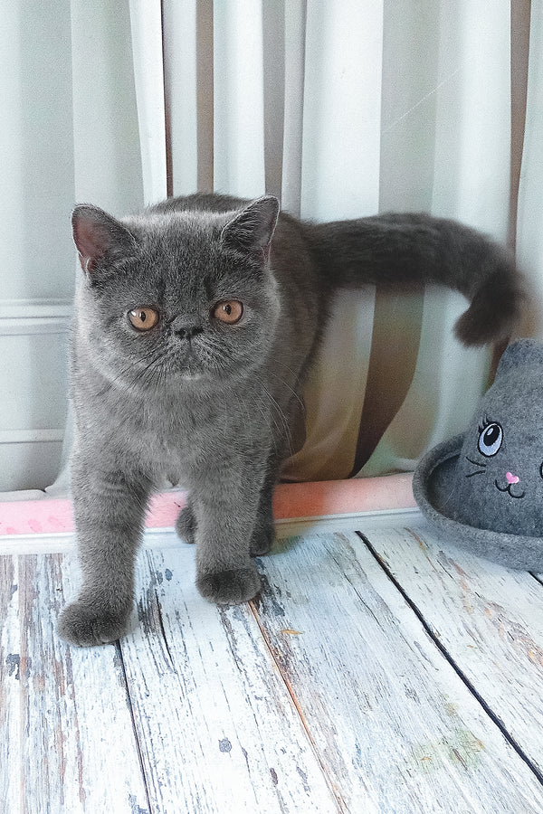 Nelson | Exotic Shorthair Kitten