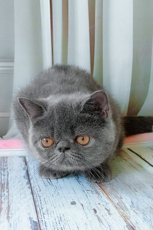 Nelson | Exotic Shorthair Kitten