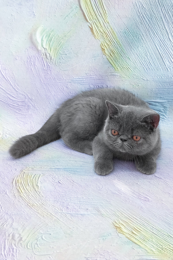Nelson | Exotic Shorthair Kitten