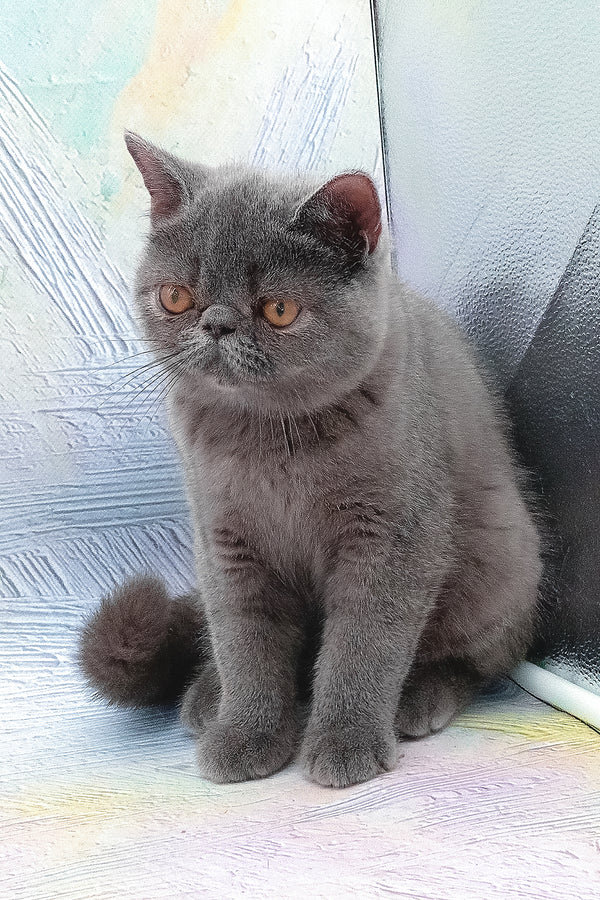 Nelson | Exotic Shorthair Kitten