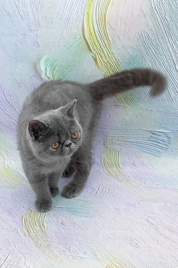 Nelson | Exotic Shorthair Kitten