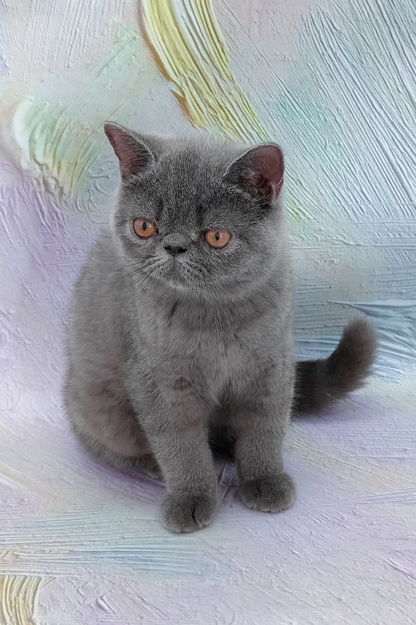 Nelson | Exotic Shorthair Kitten