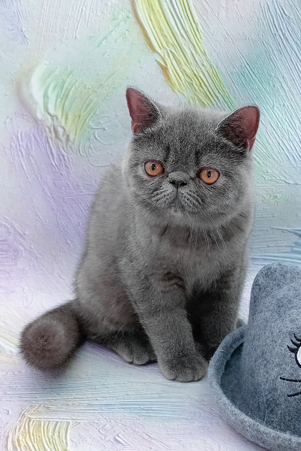 Nelson | Exotic Shorthair Kitten