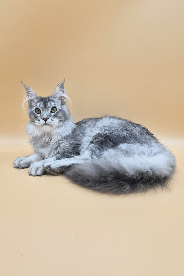 Nemo | Maine Coon Kitten