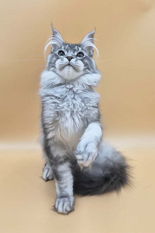 Nemo | Maine Coon Kitten