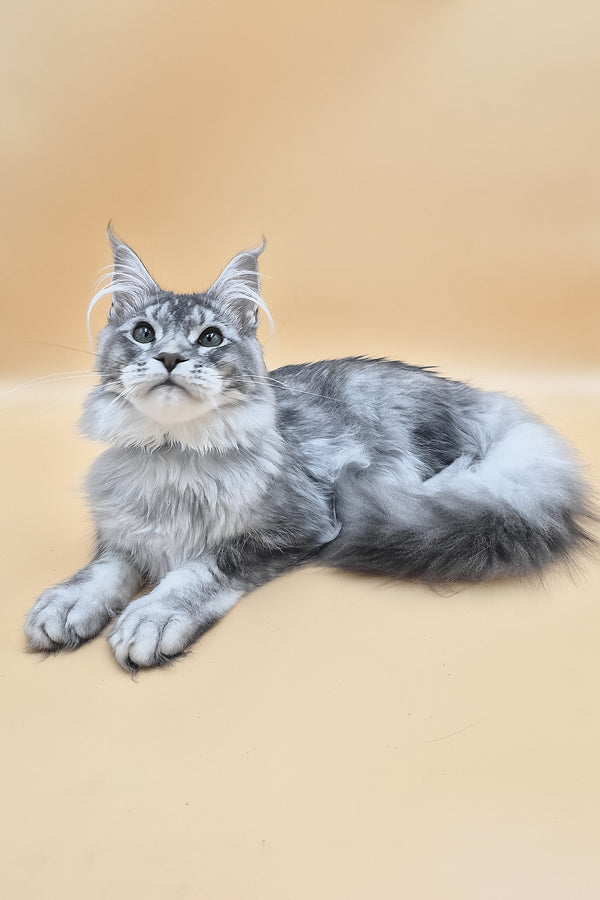 Nemo | Maine Coon Kitten