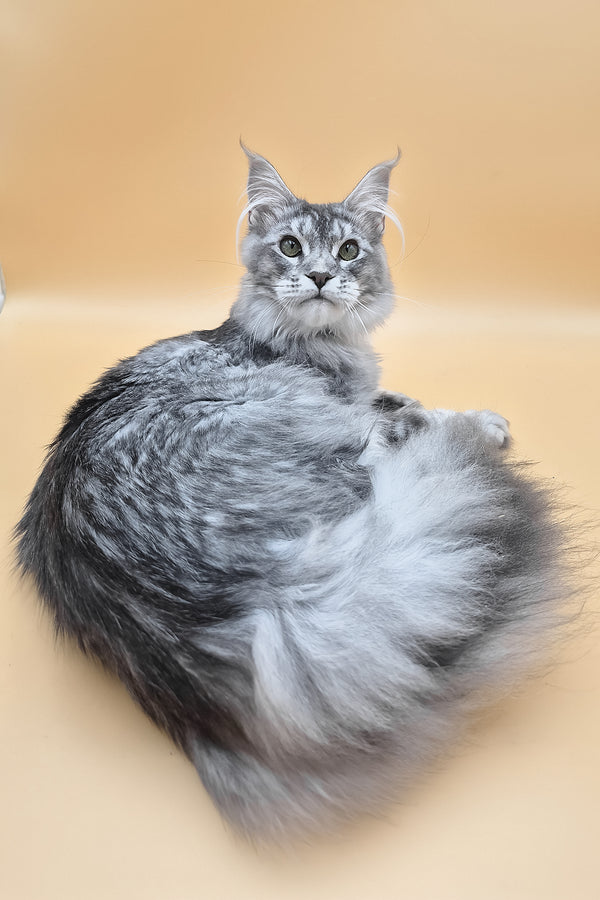 Nemo | Maine Coon Kitten