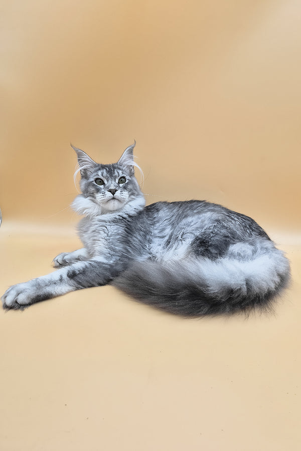Nemo | Maine Coon Kitten