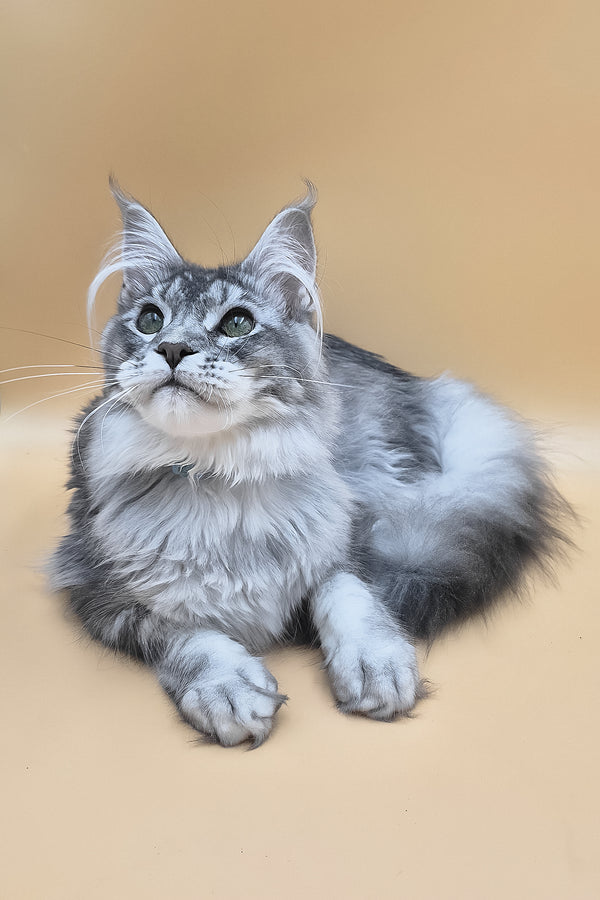 Nemo | Maine Coon Kitten
