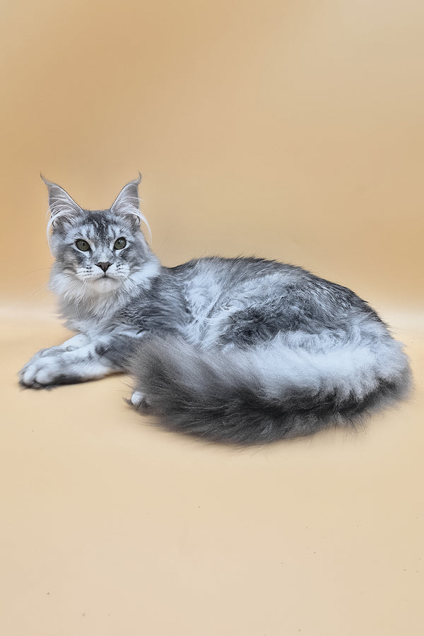 Nemo | Maine Coon Kitten