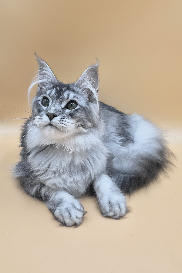 Nemo | Maine Coon Kitten