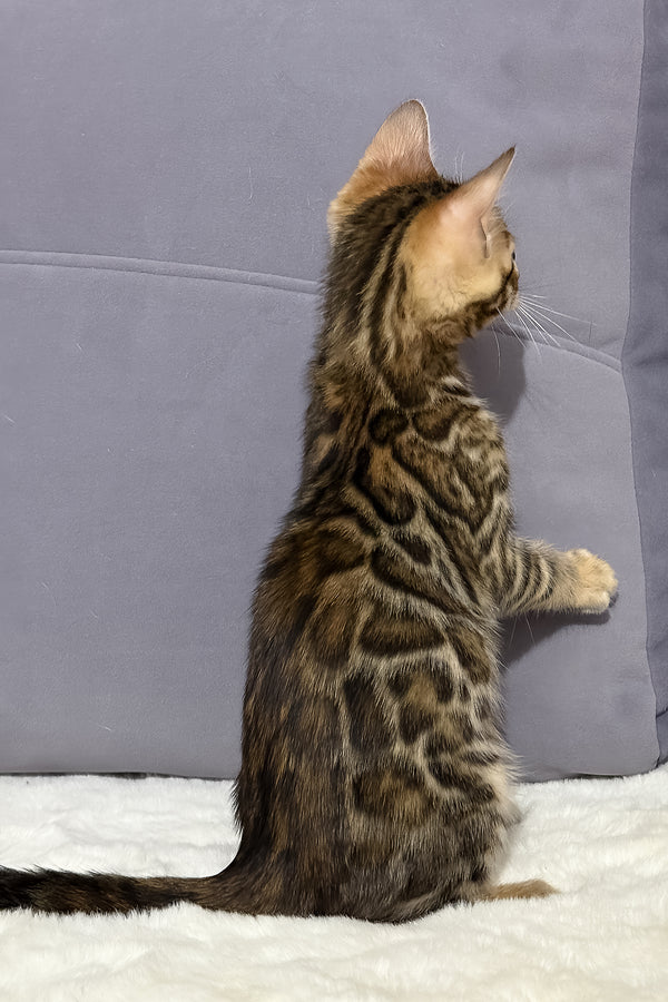 Nemo | Bengal Kitten