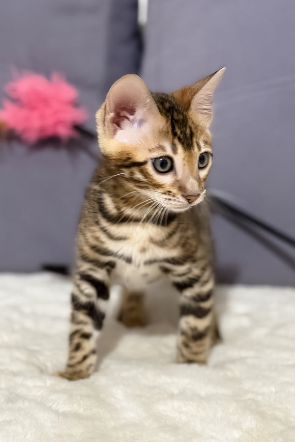 Nemo | Bengal Kitten