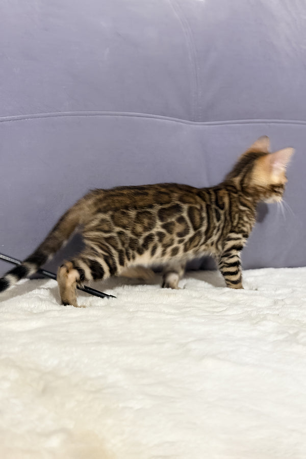 Nemo | Bengal Kitten