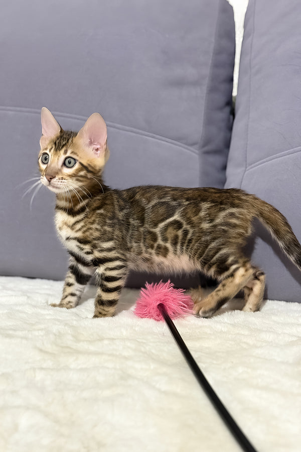 Nemo | Bengal Kitten