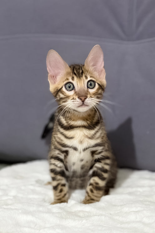 Nemo | Bengal Kitten