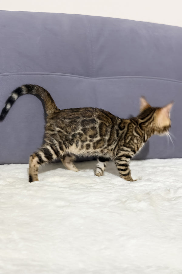 Nemo | Bengal Kitten