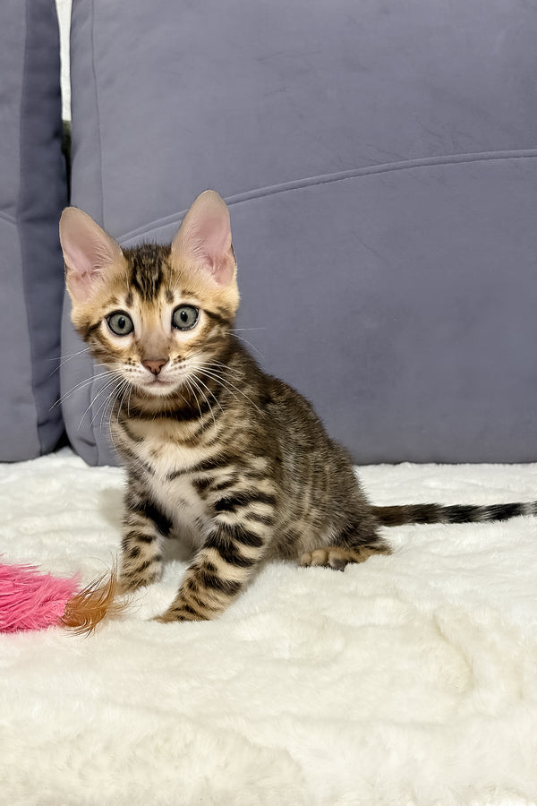 Nemo | Bengal Kitten