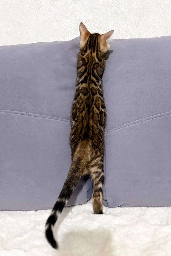 Nemo | Bengal Kitten