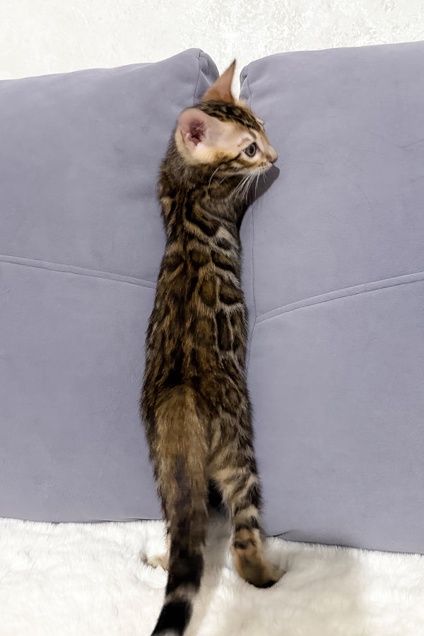 Nemo | Bengal Kitten