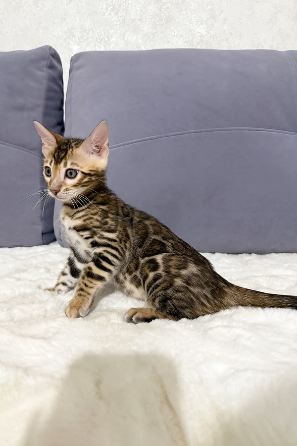 Nemo | Bengal Kitten