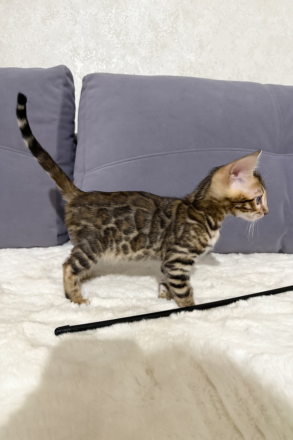 Nemo | Bengal Kitten
