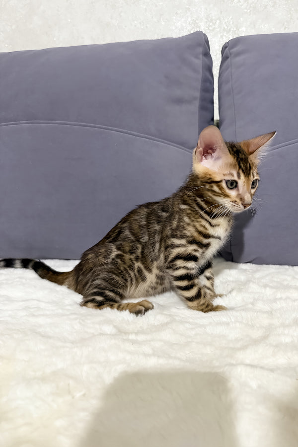 Nemo | Bengal Kitten