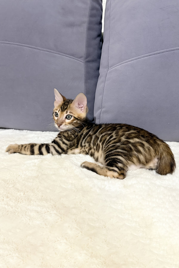 Nemo | Bengal Kitten