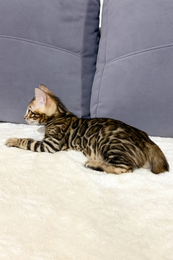 Nemo | Bengal Kitten