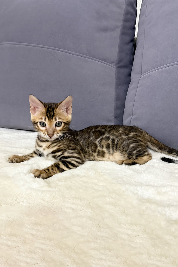Nemo | Bengal Kitten
