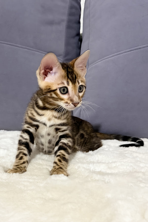 Nemo | Bengal Kitten