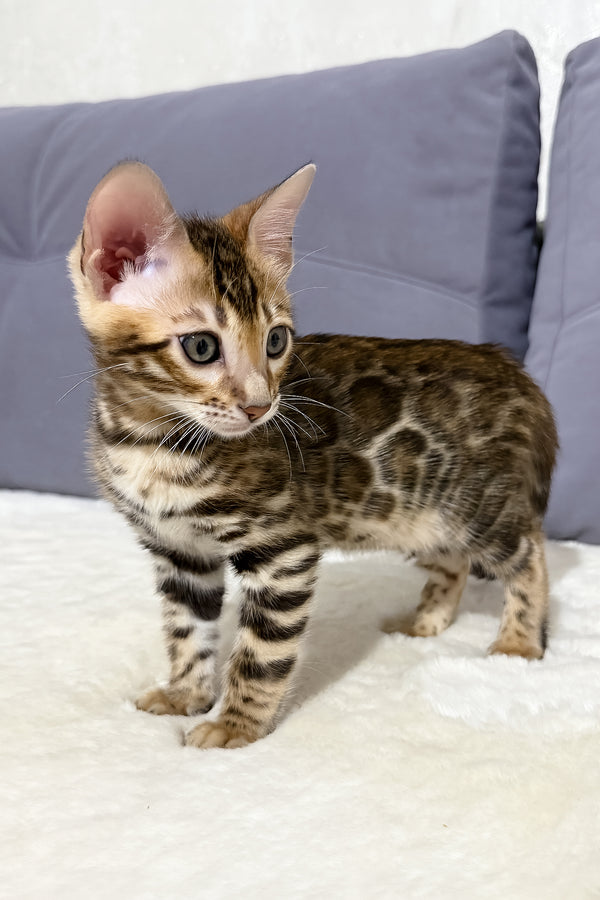 Nemo | Bengal Kitten