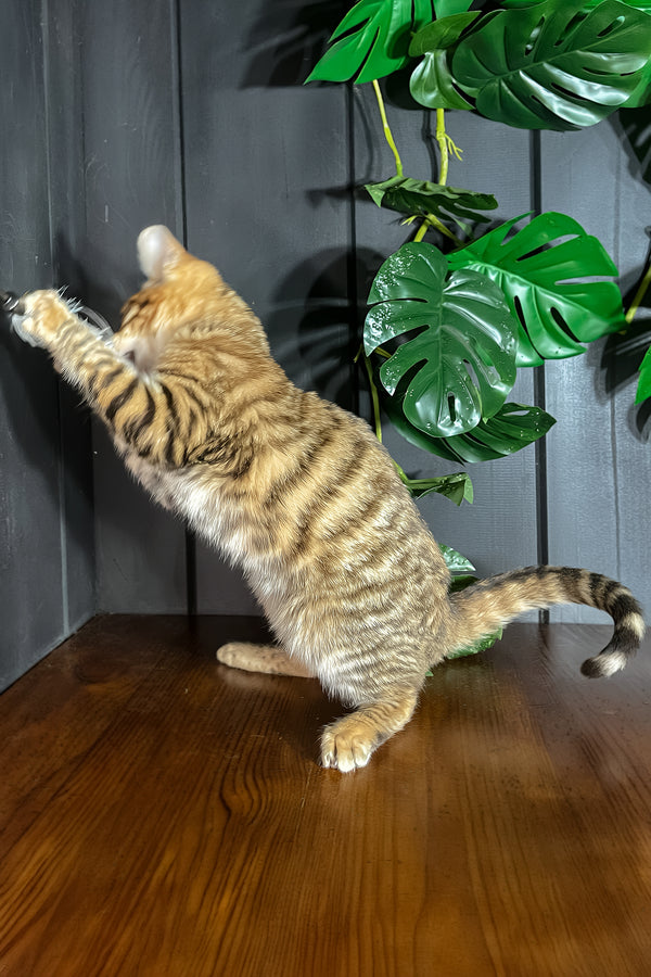 Neptune | Toyger Kitten